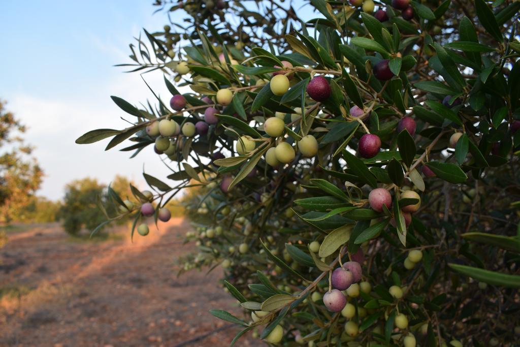 Cortijo La Molina De Cabo De Gata Pensionat Exteriör bild